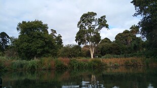 湖畔绿树成荫的自然景致