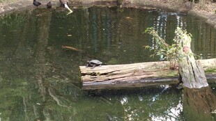 池塘中的漂浮枯木