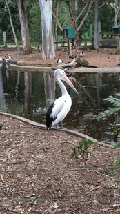 池塘边站立的鹈鹕