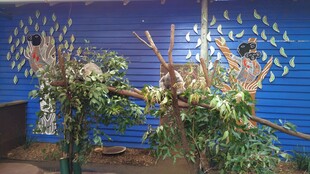 绿植装饰的蓝色墙面场景