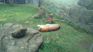 草地上的奇特物体