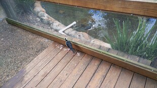 木质平台旁的玻璃水族箱