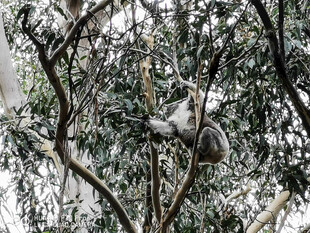 树上栖息的鸟儿