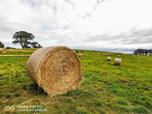 草原上的干草卷与羊群