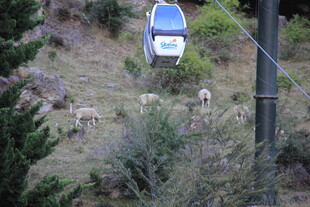 山间缆车旁的羊群