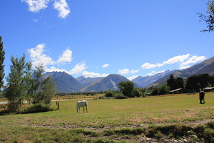 草原风光中的马匹与远山
