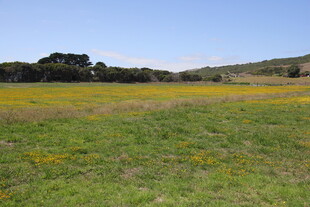 广袤草地与远处树木景观