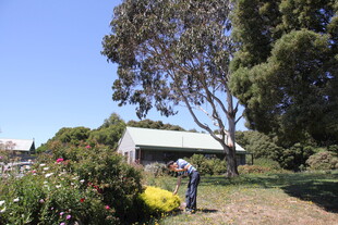 田园中两人在树下劳作