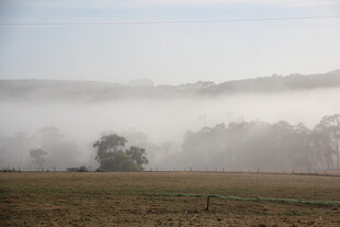 晨雾中的田野与孤树