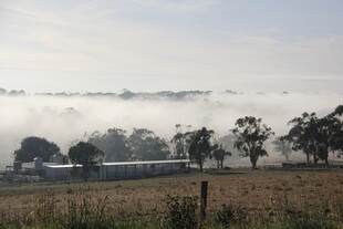 田野晨雾中的树木景观