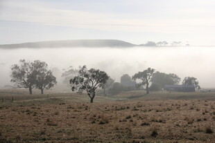 晨雾中的旷野树木