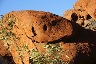 红岩旁的翠绿植物