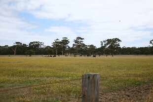 田野风光中的木桩与树木