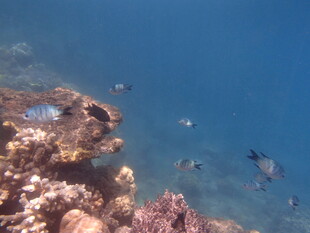 海底斑斓珊瑚与游鱼