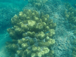 海底繁茂的珊瑚景观