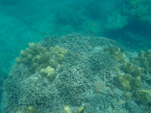 海底多彩珊瑚景观