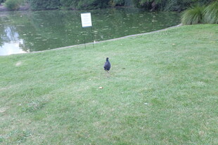 草地上的黑色小鸟