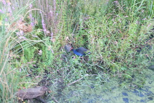 草丛中的蓝色小鸟