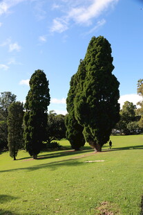 绿意盎然的公园树木景观