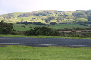 公路旁绿意盎然的山丘景色
