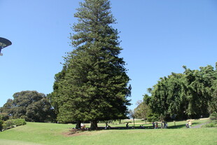 户外高大树木绿地景观
