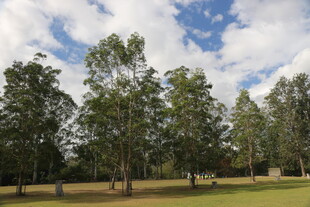 林间草地 蓝天白云下的景致