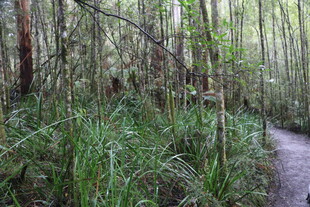林间幽径 草木繁茂之景