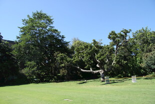 户外绿意盎然的草地与树木