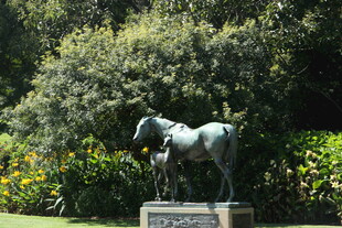 花园中的骏马青铜雕像