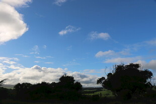 蓝天绿树间的悠然景致