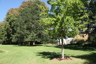 绿意盎然的户外树木景观