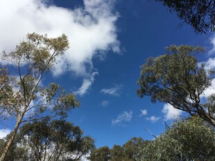 蓝天绿树的自然景致