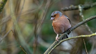 枝头栖息的多彩小鸟