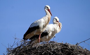 白鹳栖息于巢穴