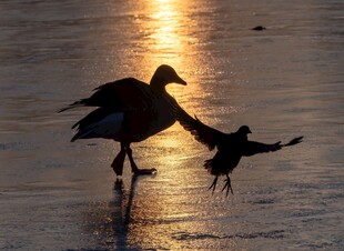 夕阳下冰面双鸟互动瞬间