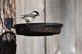 小鸟立于喂食器上