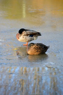 水面上的两只鸭子