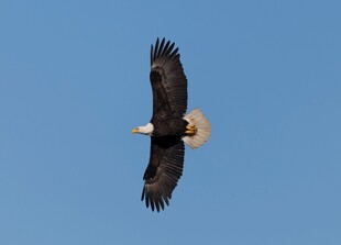 翱翔蓝天的雄鹰