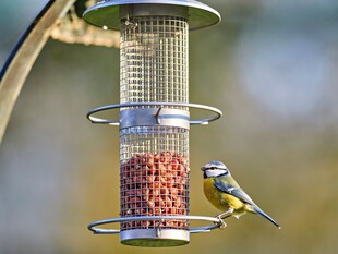 小鸟啄食悬挂式鸟食器