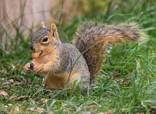 草地上进食的可爱松鼠