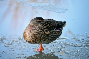 冰上休憩的野鸭