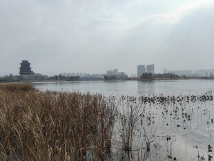 湖畔芦苇与远处建筑景观