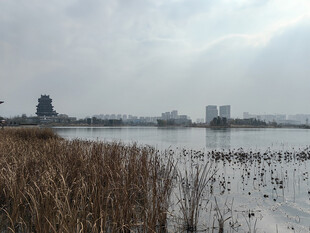 湖畔芦苇与远处城市景观