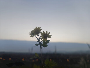 孤花于暮色中挺立