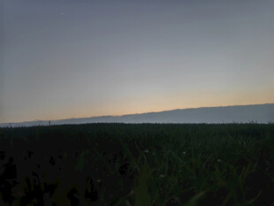 黄昏下的广袤森林景观