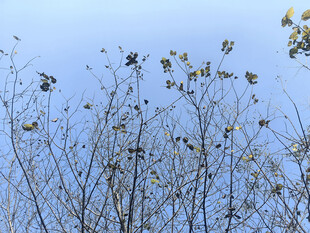 秋日枯枝上的萧瑟景象