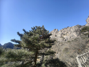 黄山山间青松与嶙峋山石