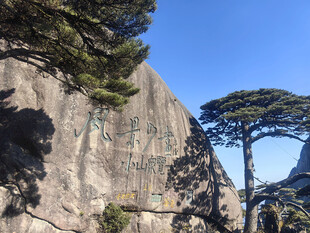 黄山峭壁旁的苍松美景