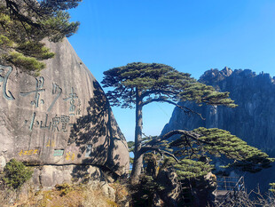 黄山奇松屹立山间美景