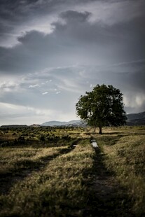旷野孤树 云下静谧之景